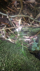 Selaginella polymorpha