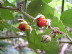 Rubus blepharoneurus