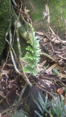 Selaginella polymorpha