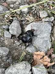 Phelotrupes formosanus