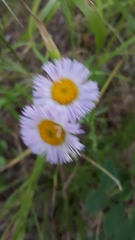 Erigeron glabellus