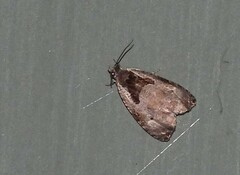 Olethreutes punctanum