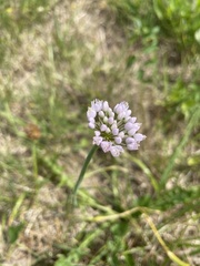 Allium angulosum