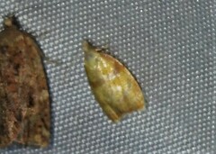 Acleris curvalana