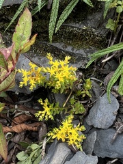 Sedum morrisonense