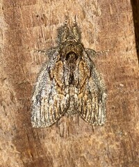 Peridea basitriens
