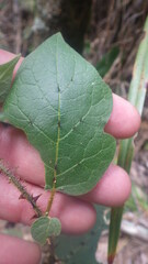 Solanum myoxotrichum image