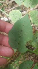 Solanum myoxotrichum image