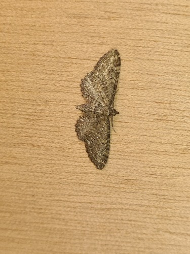 Common Pug, De Marne, Groningen, Netherlands, photo 8 of 10
