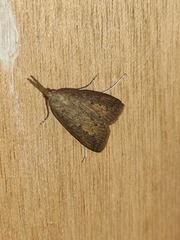 Schoenobius gigantella