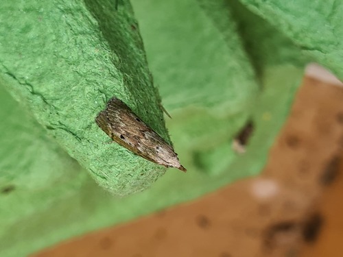 Bee Moth, De Marne, Groningen, Netherlands, photo 10 of 10