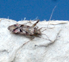Phytocoris tiliae