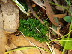 Anthoceros punctatus