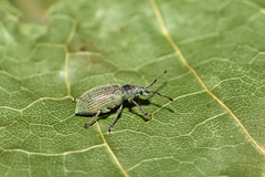 Phyllobius xanthocnemus