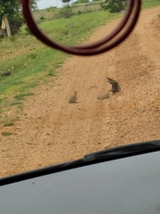 Pterocles exustus hindustan