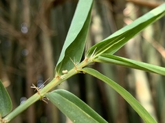 Bambusa pachinensis