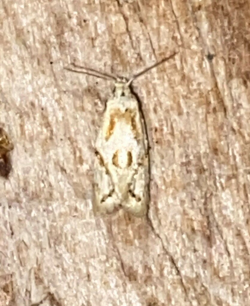 Seriated Aethes from Goose Shoals, Lauderdale County, AL, USA on July