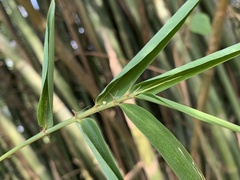 Bambusa pachinensis