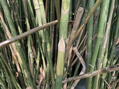 Bambusa pachinensis