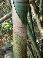 Bambusa pachinensis