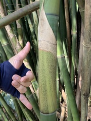 Bambusa pachinensis