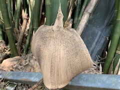 Bambusa pachinensis