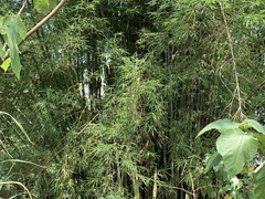 Bambusa pachinensis