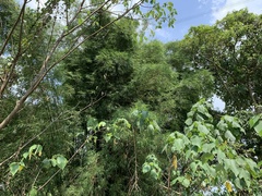 Bambusa pachinensis