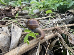 Lissachatina fulica