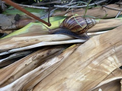 Lissachatina fulica