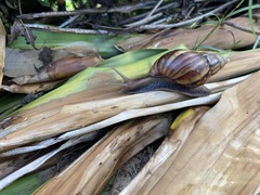 Lissachatina fulica