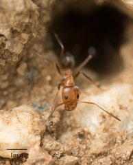 Dorymyrmex bicolor