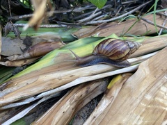 Lissachatina fulica