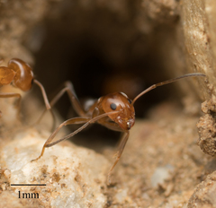 Dorymyrmex bicolor