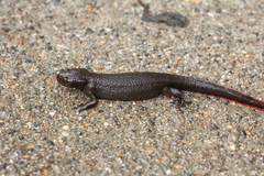 Cynops pyrrhogaster