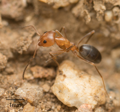 Dorymyrmex bicolor