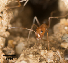 Dorymyrmex bicolor