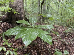 Magnolia macrophylla