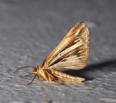 Chiasmia turbulentata