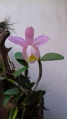Cattleya loddigesii