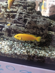 Labidochromis caeruleus