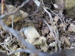 Opisthopsis