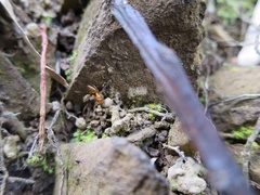 Opisthopsis