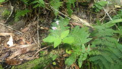 Streptocarpus thompsonii