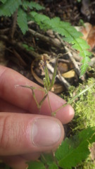 Streptocarpus thompsonii