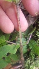 Streptocarpus thompsonii