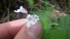 Streptocarpus thompsonii