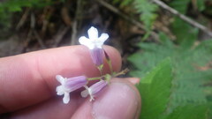 Streptocarpus thompsonii