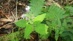 Streptocarpus thompsonii