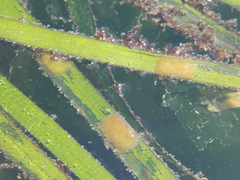 Phyllaplysia taylori
